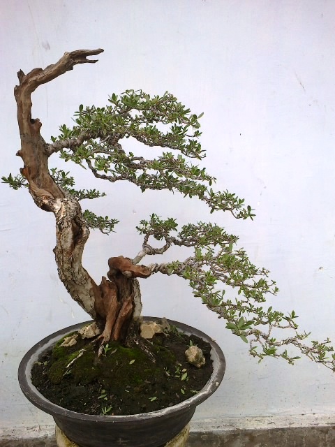 Gaya bunjin bonsai 5 Gaya