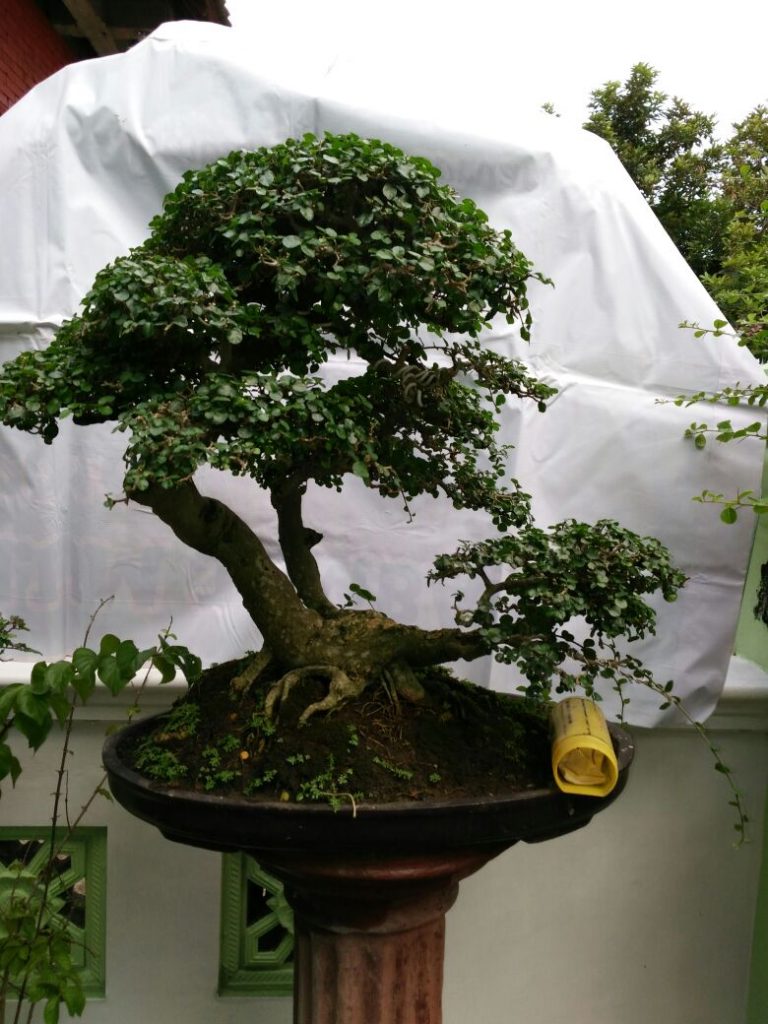 180. Serut Gaya Natural - Jual Bonsai Murah, Pohon, Tanaman, Indonesia